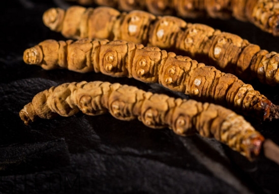 冬蟲夏草什么時候采挖？冬蟲夏草什么人不能吃