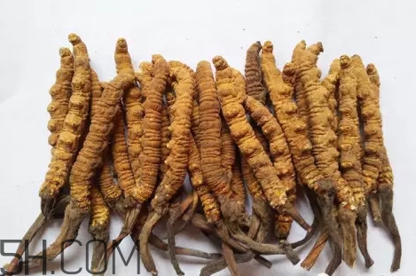 冬蟲夏草多少錢一斤？冬蟲夏草回收多少錢一克