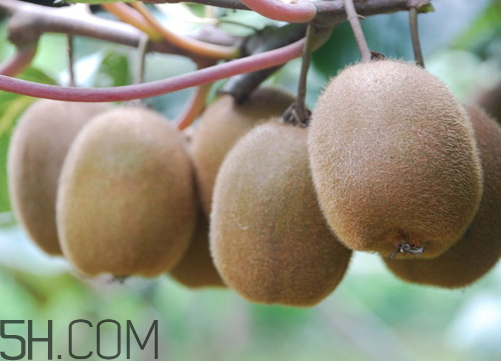 海沃德獼猴桃好吃嗎？海沃德獼猴桃酸嗎？