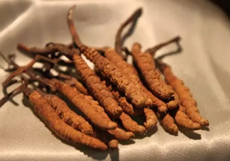 冬蟲(chóng)夏草真的冬天是蟲(chóng)夏天是草嗎？冬蟲(chóng)夏草是怎么長(zhǎng)成