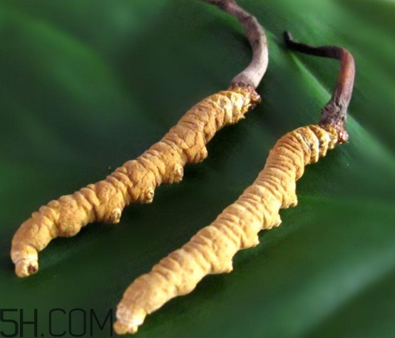 冬蟲夏草為什么這么貴？冬蟲夏草功效有哪些