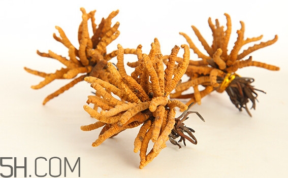 冬蟲夏草為什么這么貴？冬蟲夏草功效有哪些