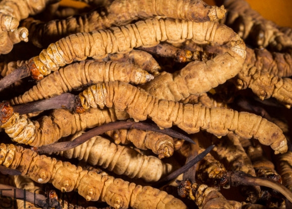 冬蟲夏草哪里的最好？冬蟲夏草和蟲草花的區(qū)別
