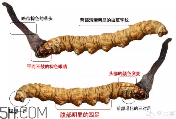 冬蟲夏草怎么保存？冬蟲夏草怎么挑選