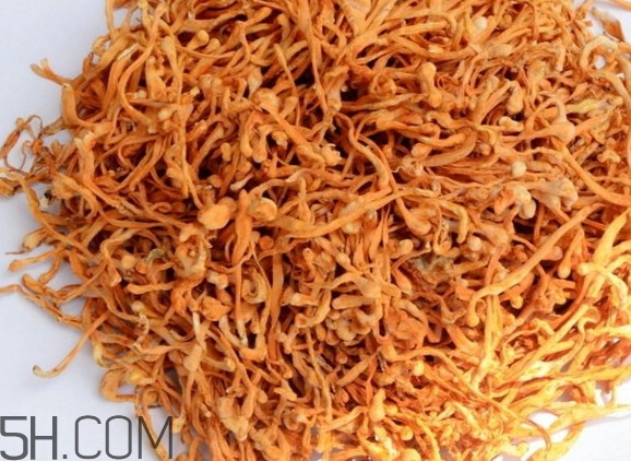 冬蟲夏草哪里的最好？冬蟲夏草和蟲草花的區(qū)別