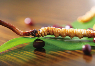 冬蟲夏草哪里的最好？冬蟲夏草和蟲草花的區(qū)別