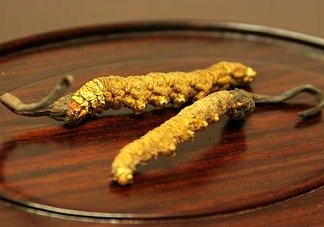 冬蟲(chóng)夏草多少錢(qián)一斤？冬蟲(chóng)夏草回收多少錢(qián)一克