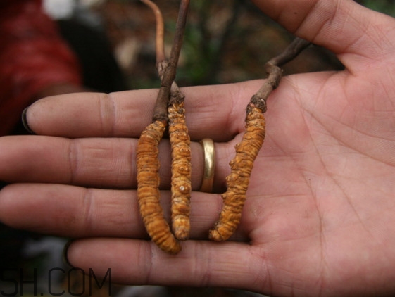 冬蟲夏草什么時候吃最好？冬蟲夏草保質(zhì)期多久