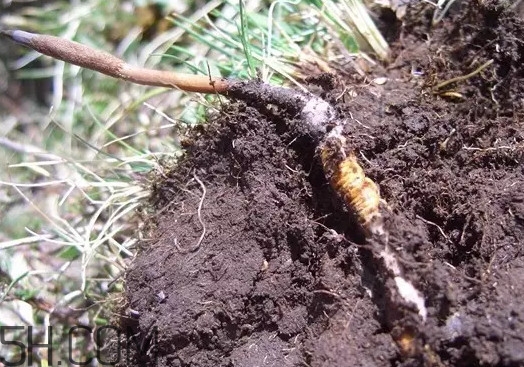 冬蟲夏草什么時候吃最好？冬蟲夏草保質期多久