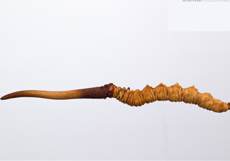 冬蟲(chóng)夏草是動(dòng)物還是植物？冬蟲(chóng)夏草是藥食同源嗎