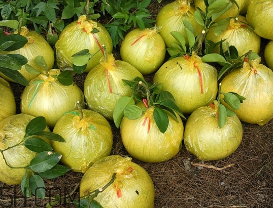 文旦上火嗎？文旦種植環(huán)境條件