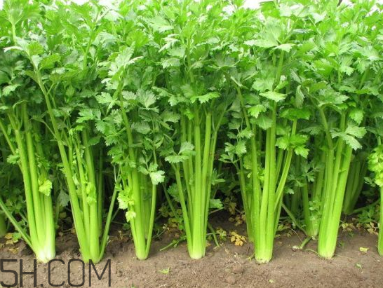 吃什么食物會導(dǎo)致失眠？睡前吃巧克力會導(dǎo)致失眠嗎？