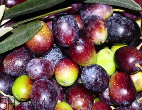 黑橄欖可以泡酒嗎 黑橄欖怎么釀酒 黑橄欖可以泡酒嗎 黑橄欖怎么釀酒