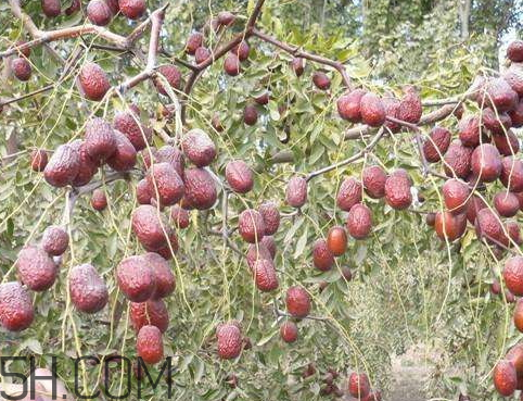 灰棗怎么清洗 灰棗怎么洗干凈 灰棗怎么清洗 灰棗怎么洗干凈