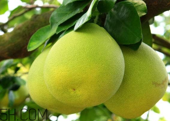 文旦怎么保存？文旦是哪個(gè)地方的特產(chǎn)