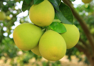 沙田柚是文旦嗎？文旦柚和沙田柚的區(qū)別