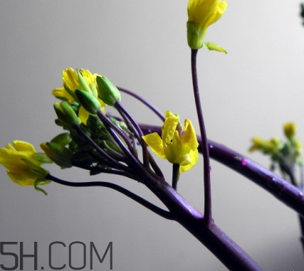 紅菜苔怎么種？如何正確采摘紅菜苔