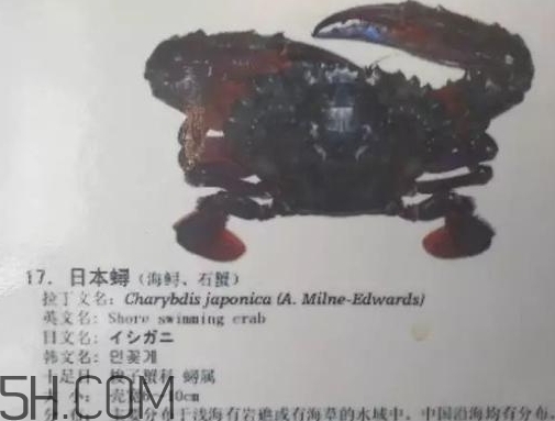 海虹蟹和梭子蟹哪個好？海虹蟹和梭子蟹的區(qū)別