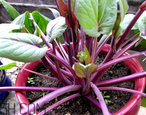 紅菜苔怎么種？如何正確采摘紅菜苔