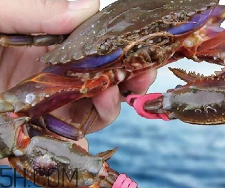 海虹蟹蒸多久才可以熟？海虹蟹蒸多長時間