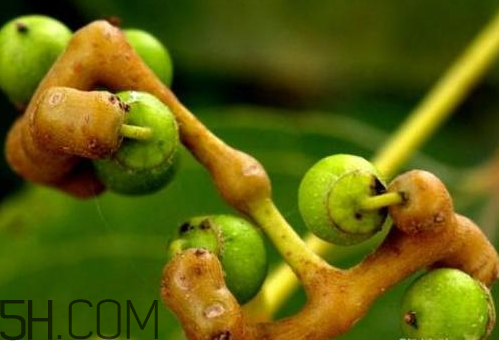 萬壽果可以泡兩次嗎 萬壽果可以長期吃嗎 萬壽果可以泡兩次嗎 萬壽果可以長期吃嗎