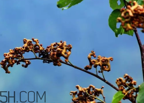 萬壽果可以泡兩次嗎 萬壽果可以長期吃嗎 萬壽果可以泡兩次嗎 萬壽果可以長期吃嗎