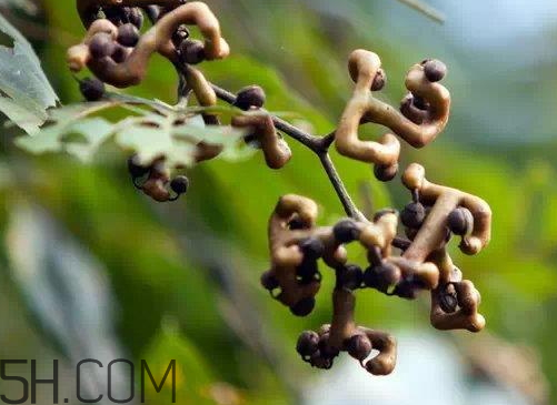 萬壽果可以泡兩次嗎 萬壽果可以長期吃嗎 萬壽果可以泡兩次嗎 萬壽果可以長期吃嗎