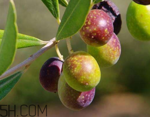 橄欖是熱性還是涼性 橄欖是酸性還是堿性 橄欖是熱性還是涼性 橄欖是酸性還是堿性