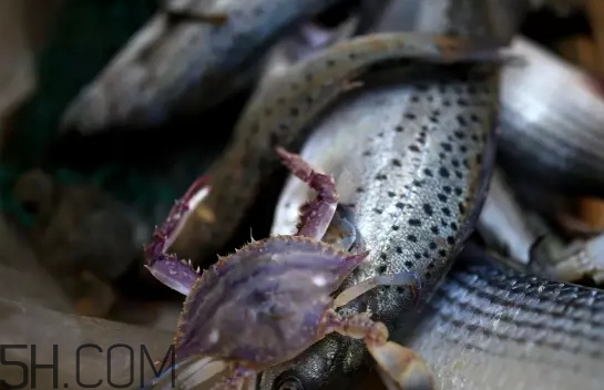 海虹蟹好吃嗎？海虹蟹多少錢一斤
