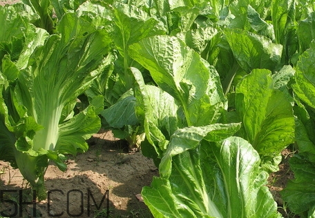 芥菜吃多了會(huì)怎么樣_芥菜吃多了有什么危害 芥菜吃多了會(huì)怎么樣_芥菜吃多了有什么危害