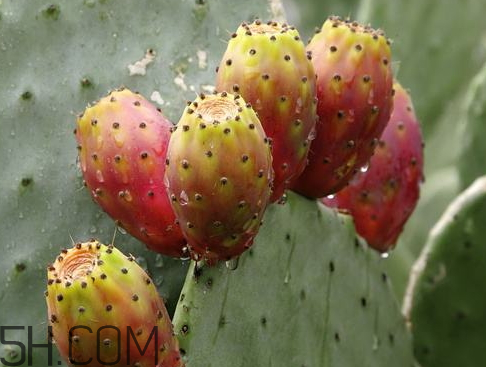 仙人掌果是寒性的嗎 仙人掌屬于溫性還是寒性 仙人掌果是寒性的嗎 仙人掌屬于溫性還是寒性