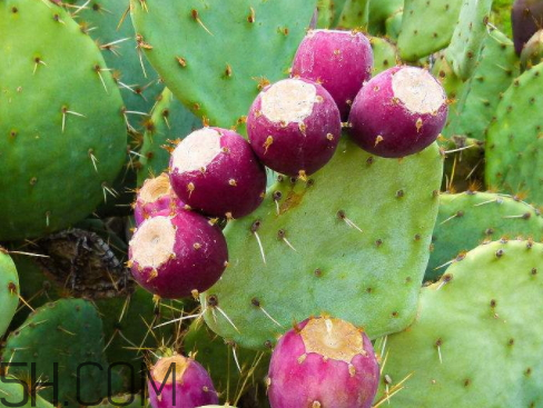 仙人掌果是寒性的嗎 仙人掌屬于溫性還是寒性 仙人掌果是寒性的嗎 仙人掌屬于溫性還是寒性