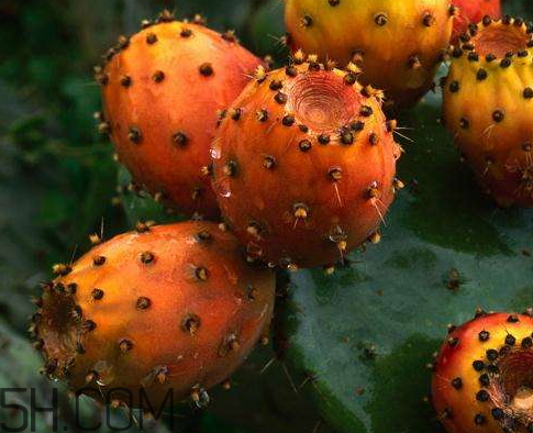 仙人掌果是寒性的嗎 仙人掌屬于溫性還是寒性 仙人掌果是寒性的嗎 仙人掌屬于溫性還是寒性