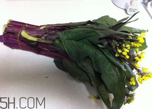 紅菜苔怎么種？如何正確采摘紅菜苔