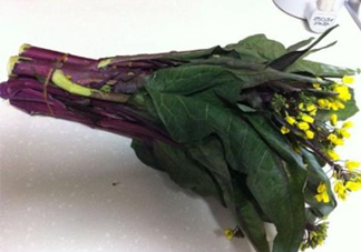 紅菜苔怎么種？如何正確采摘紅菜苔