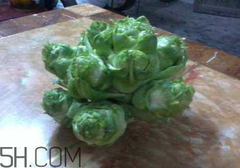 兒菜怎么吃？兒菜可不可以做泡菜