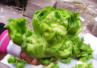 兒菜怎么種？?jī)翰嗽趺措缰?><p><strong>兒菜怎么種？?jī)翰嗽趺措缰?/strong></p></a></li> <li><a href=