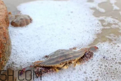 冬蟹是什么蟹？冬蟹的營(yíng)養(yǎng)價(jià)值和功效