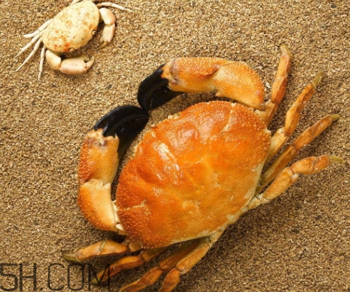 冬蟹多少錢一斤？冬蟹價格