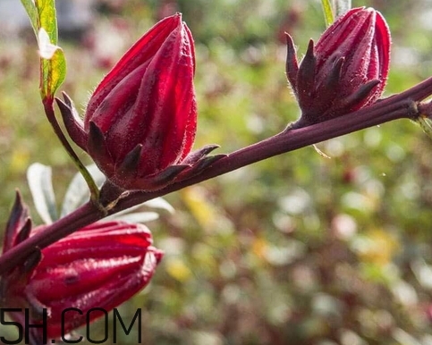 洛神花的營養(yǎng)價(jià)值_洛神花的功效與作用及食用方法 洛神花的營養(yǎng)價(jià)值_洛神花的功效與作用及食用方法