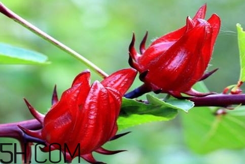 洛神花的營養(yǎng)價值_洛神花的功效與作用及食用方法 洛神花的營養(yǎng)價值_洛神花的功效與作用及食用方法