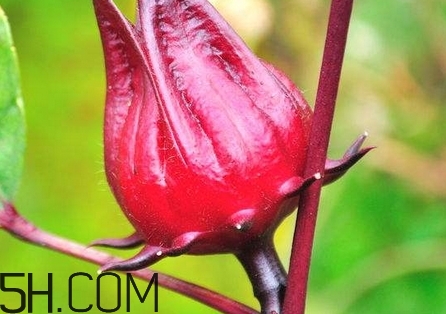 洛神花的營養(yǎng)價值_洛神花的功效與作用及食用方法 洛神花的營養(yǎng)價值_洛神花的功效與作用及食用方法