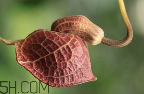 馬兜鈴酸的中藥有哪些？馬兜鈴酸是什么