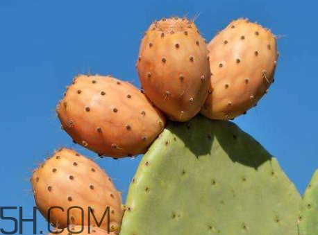 仙人掌果什么時候成熟 仙人掌果什么季節(jié)成熟 仙人掌果什么時候成熟 仙人掌果什么季節(jié)成熟