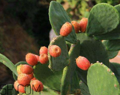 仙人掌果什么時候成熟 仙人掌果什么季節(jié)成熟 仙人掌果什么時候成熟 仙人掌果什么季節(jié)成熟