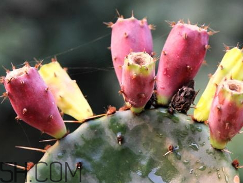 仙人掌果什么時候成熟 仙人掌果什么季節(jié)成熟 仙人掌果什么時候成熟 仙人掌果什么季節(jié)成熟