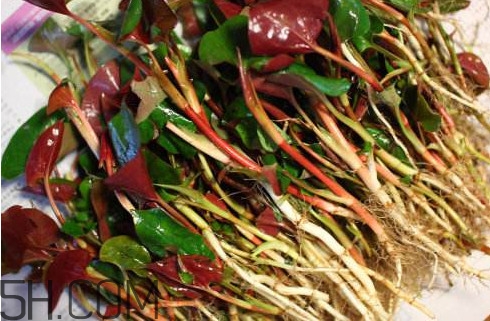 魚腥草有馬兜鈴酸嗎？馬兜鈴酸的功效與作用