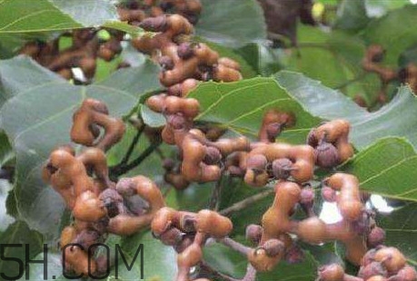 雞爪梨是水果嗎？雞爪梨泡酒有什么功效