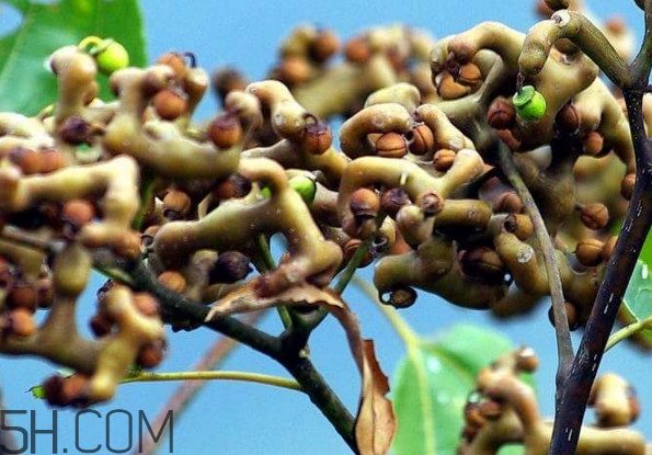 雞爪梨多少錢一斤？雞爪梨孕婦能吃嗎