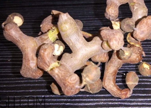 雞爪梨解酒是真的嗎？雞爪梨種下幾年能開(kāi)花結(jié)果